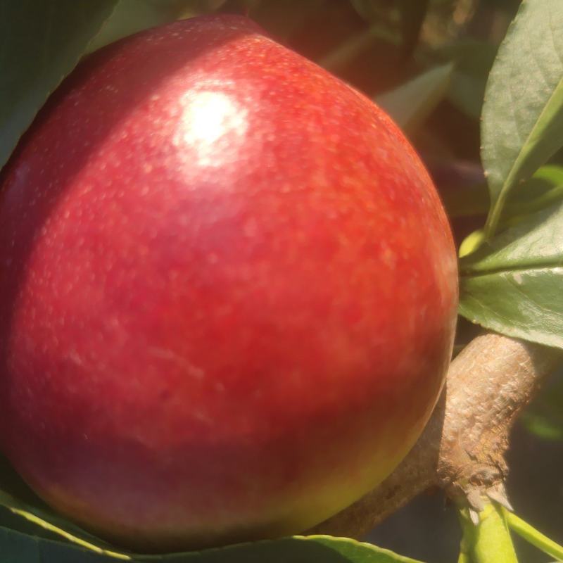 黄油桃大量上市