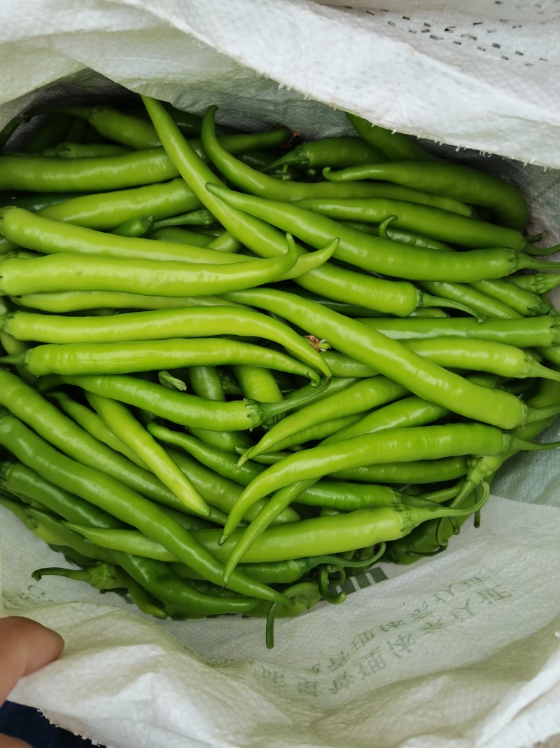 线椒