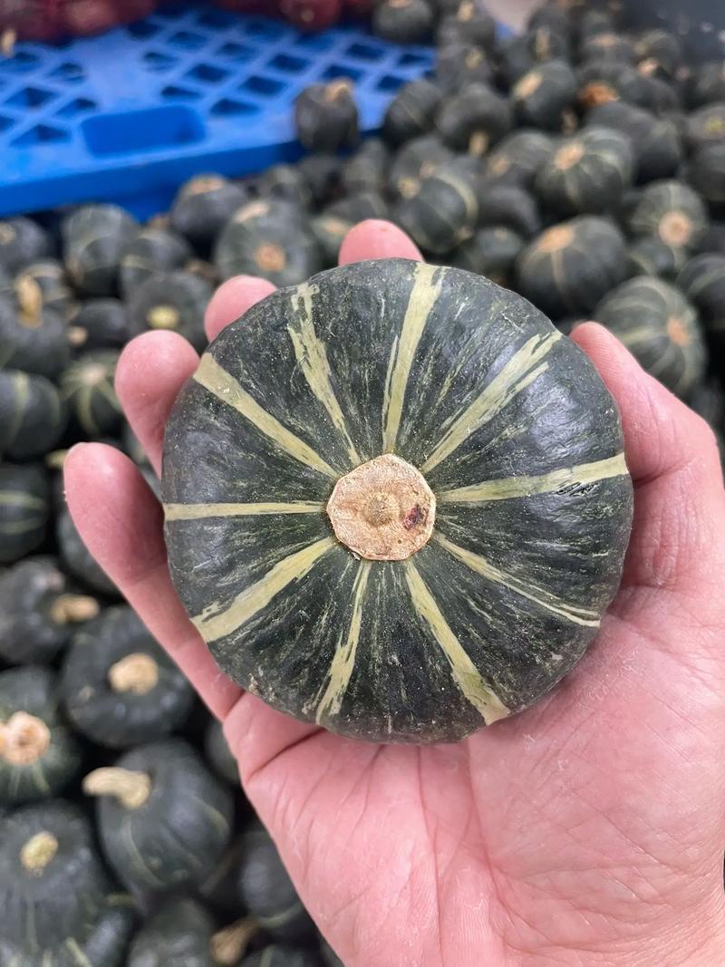 贝贝南瓜