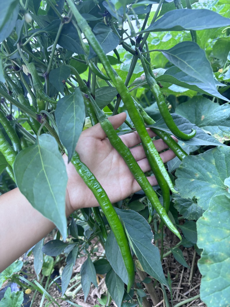 精品线椒