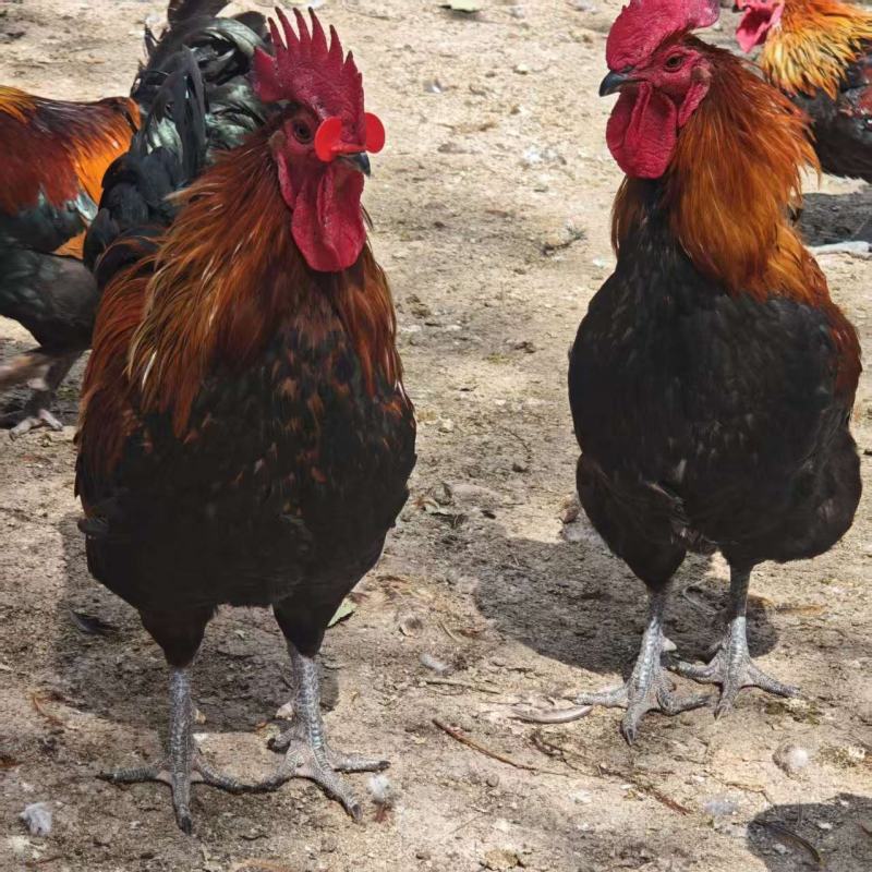 黑瑶公鸡