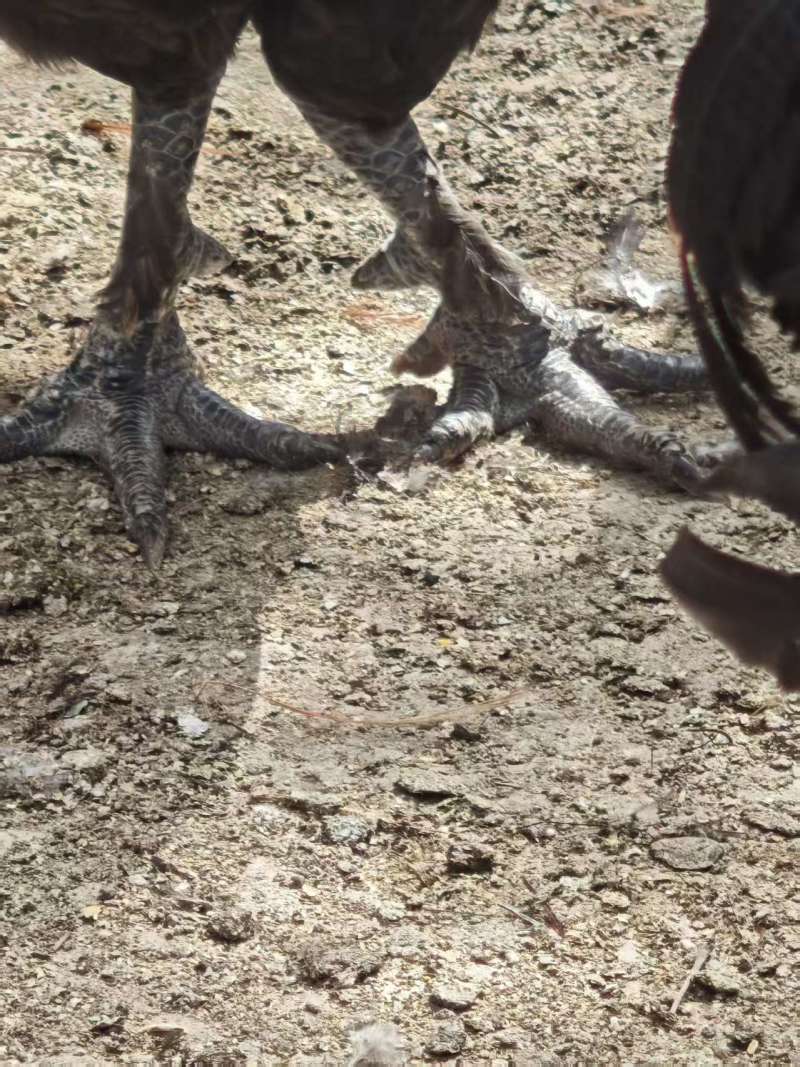 黑瑶公鸡