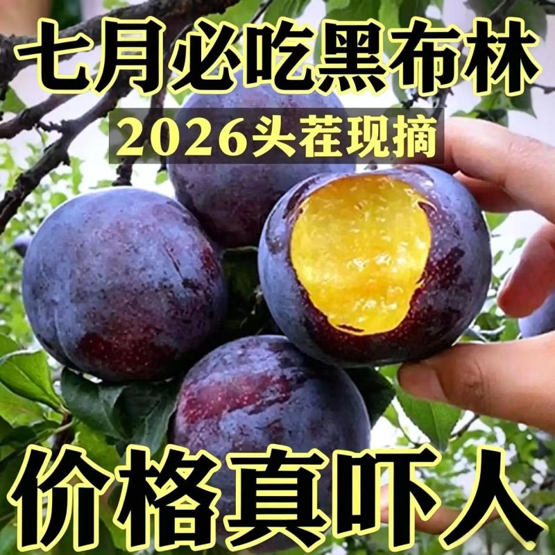 陕西黑布林李子对接各大电商平台一件代发社区团购美团