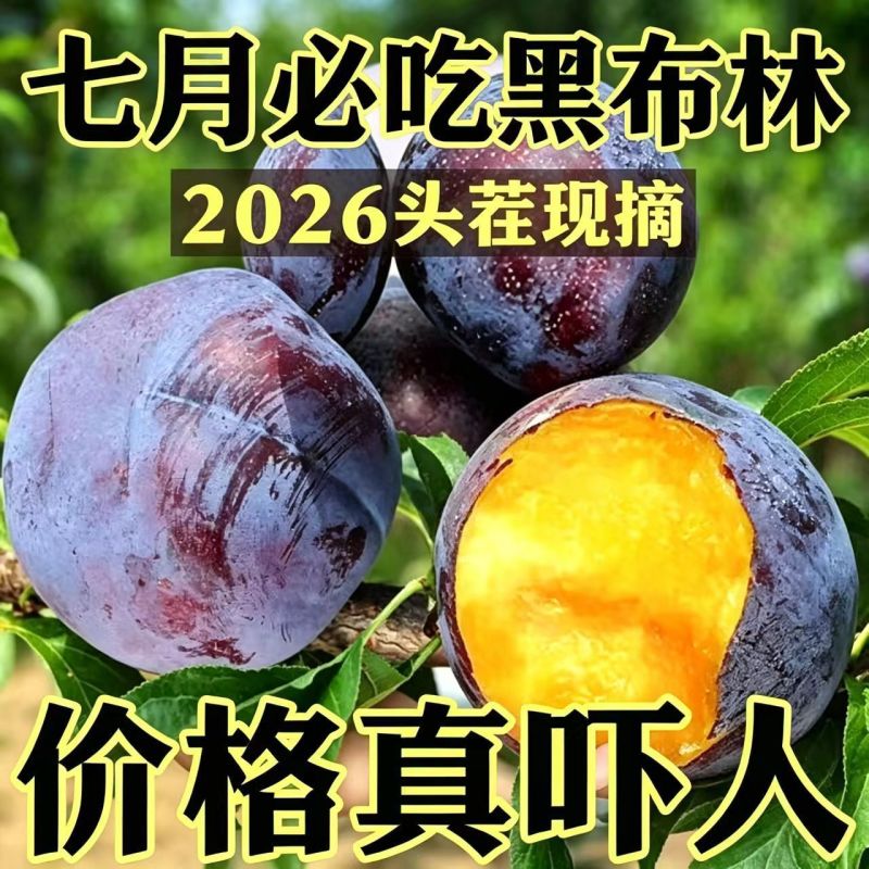 陕西黑布林李子对接各大电商平台一件代发社区团购美团