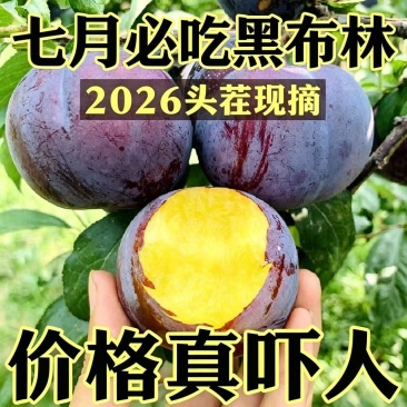 陕西黑布林李子对接各大电商平台一件代发社区团购美团