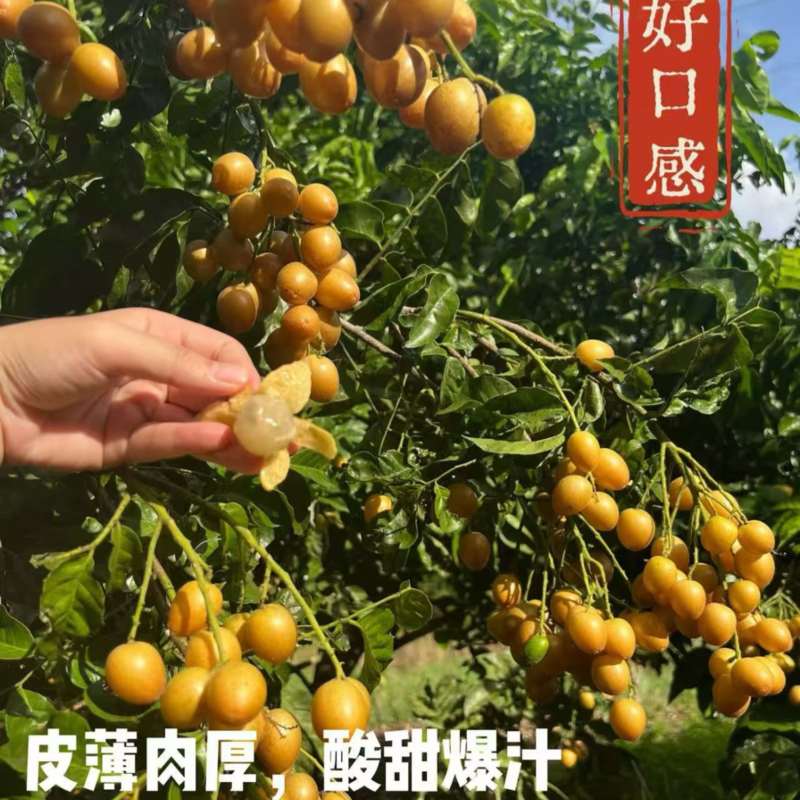 黑金刚黄皮