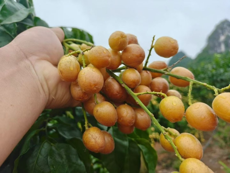 黑金刚黄皮