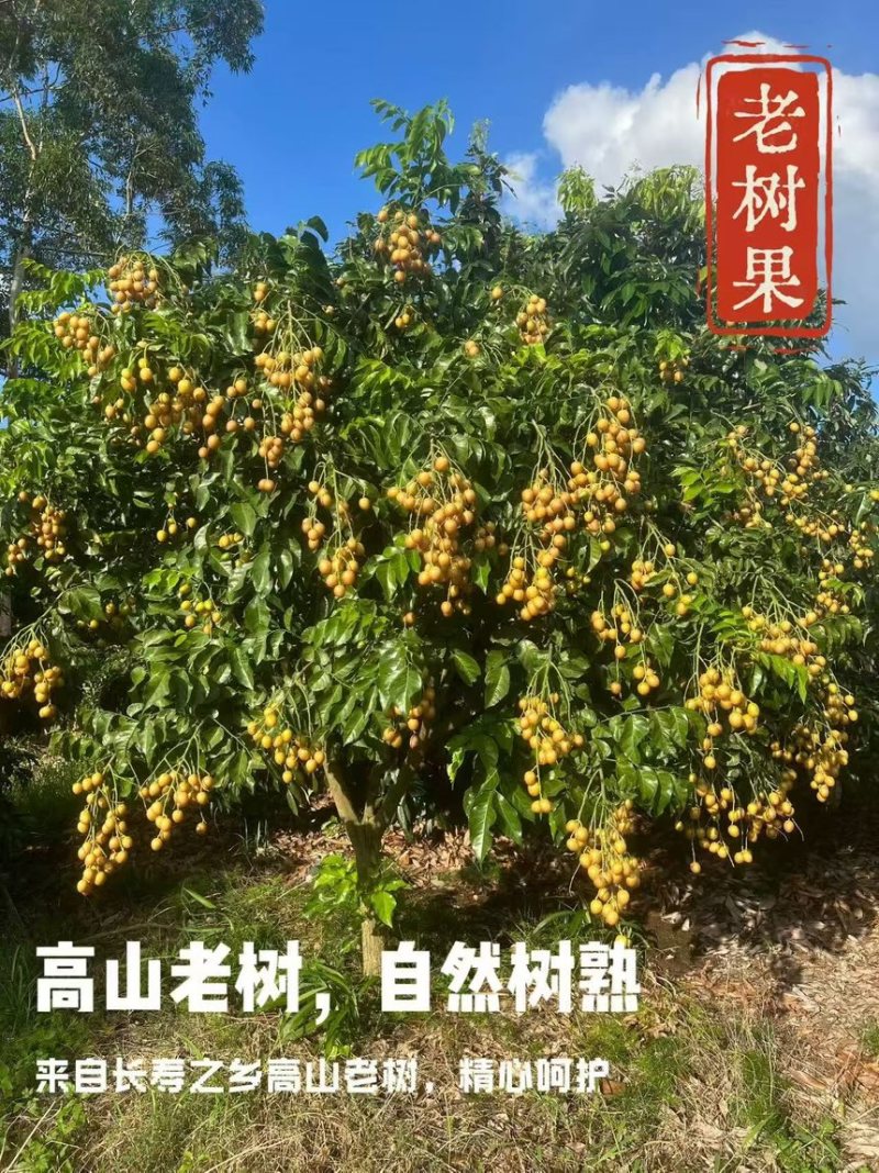 黑金刚黄皮
