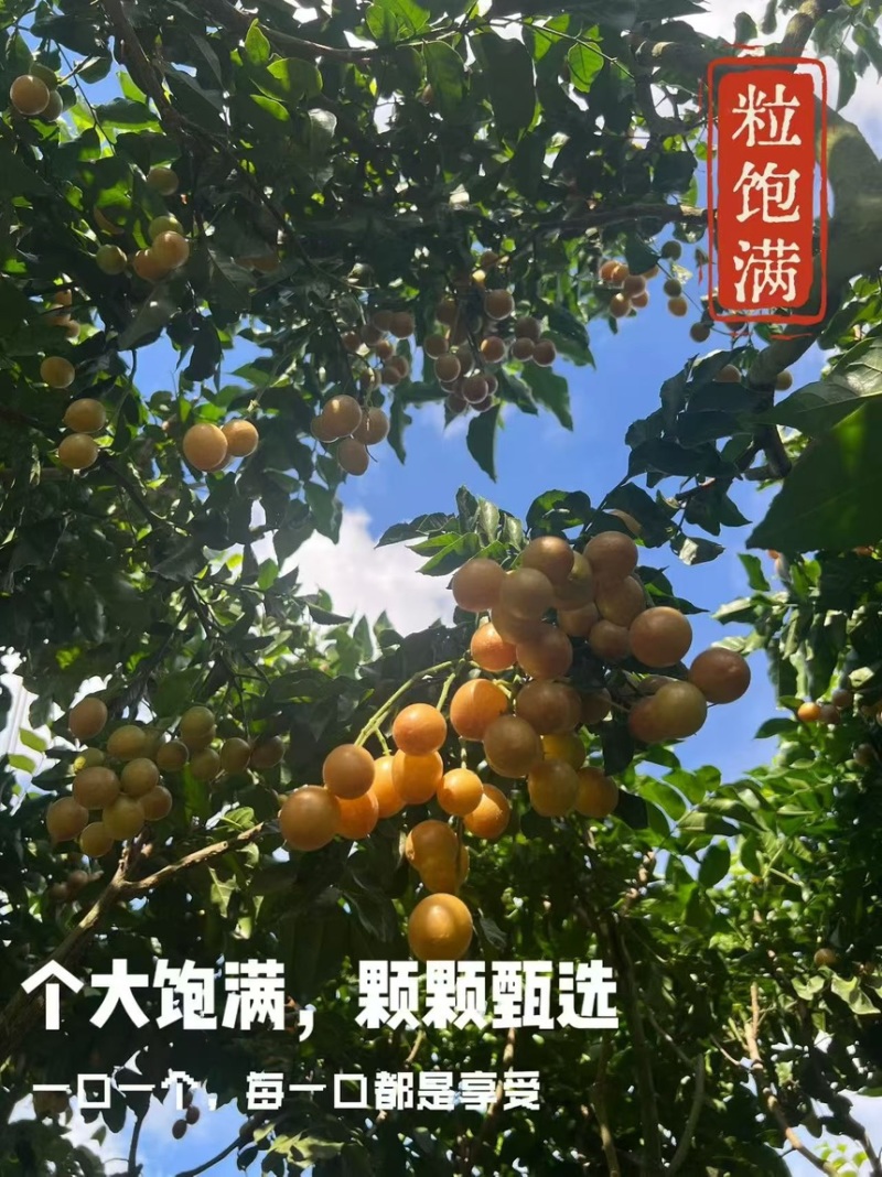 黑金刚黄皮