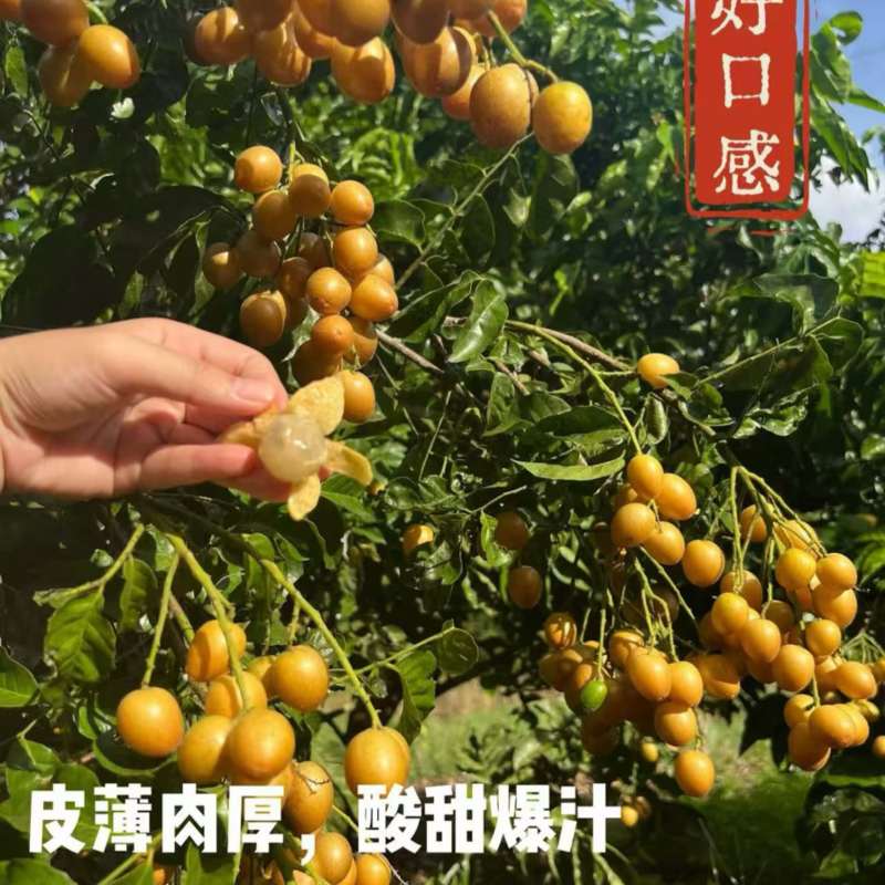 黑金刚黄皮两元时代