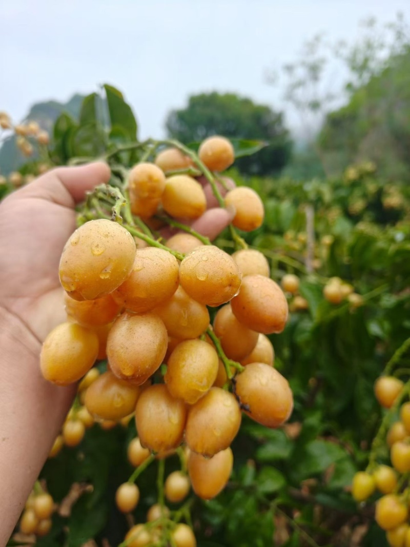 黑金刚黄皮两元时代