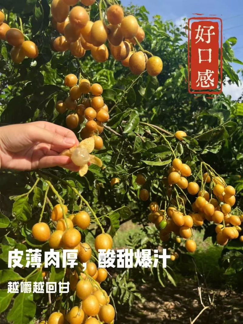 黑金刚黄皮两元时代