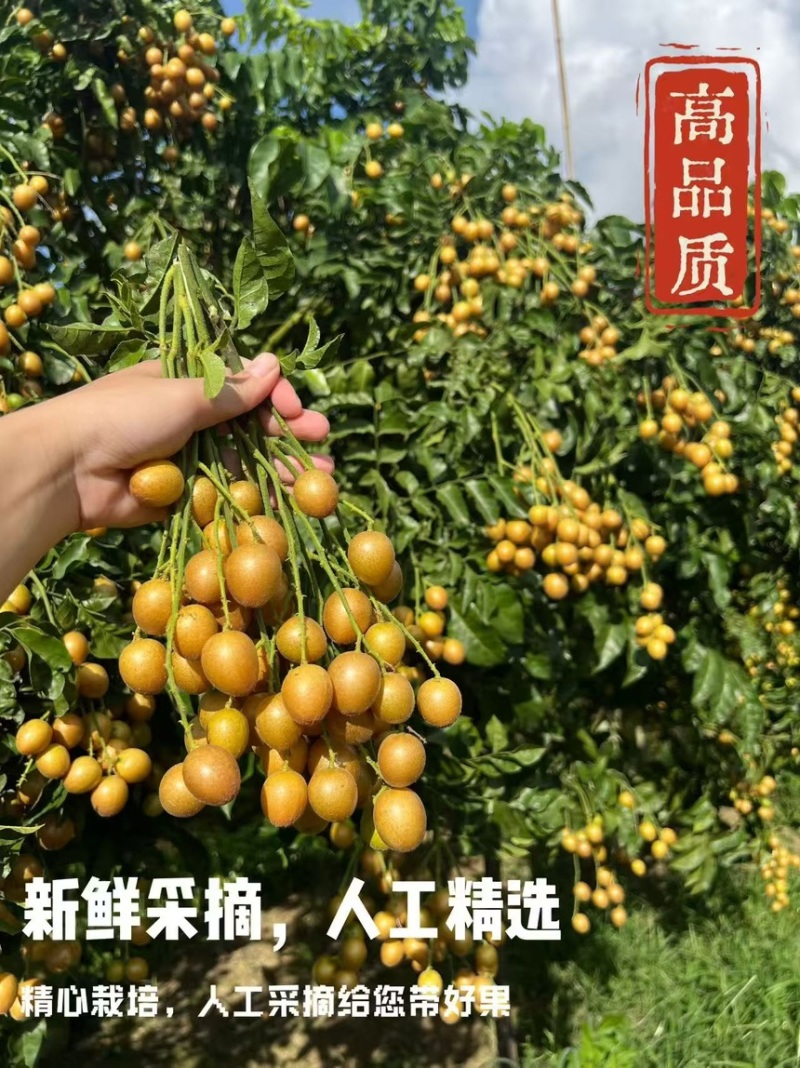 黑金刚黄皮两元时代