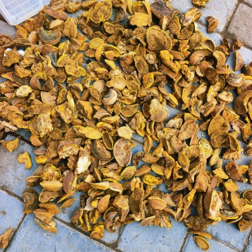 桑黄