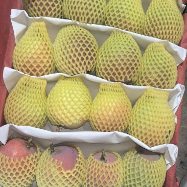 广西百色田阳区苹果芒欢迎对接来电咨询