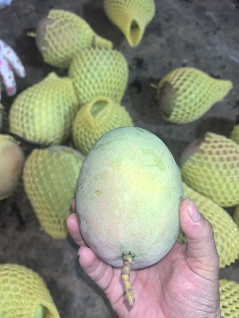 广西百色田阳区苹果芒，热龙，热农芒欢迎对接来电咨询