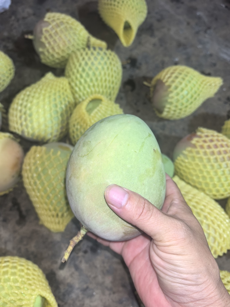 广西百色田阳区苹果芒，热龙，热农芒欢迎对接来电咨询