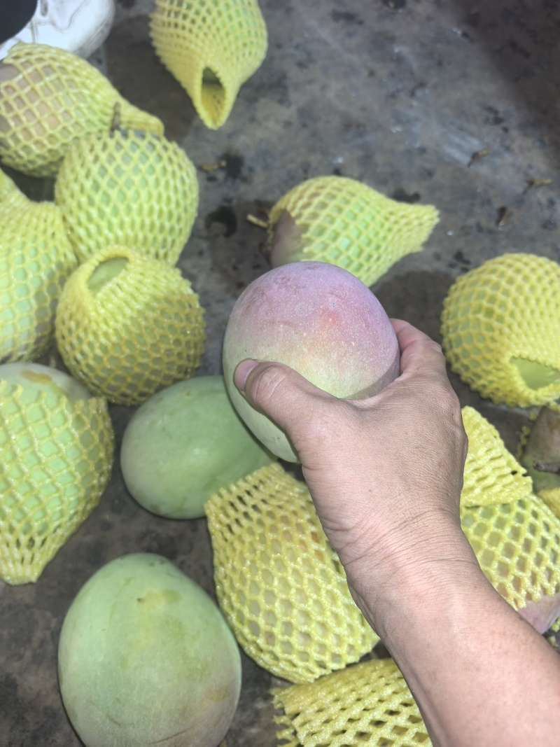 广西百色田阳区苹果芒，热龙，热农芒欢迎对接来电咨询