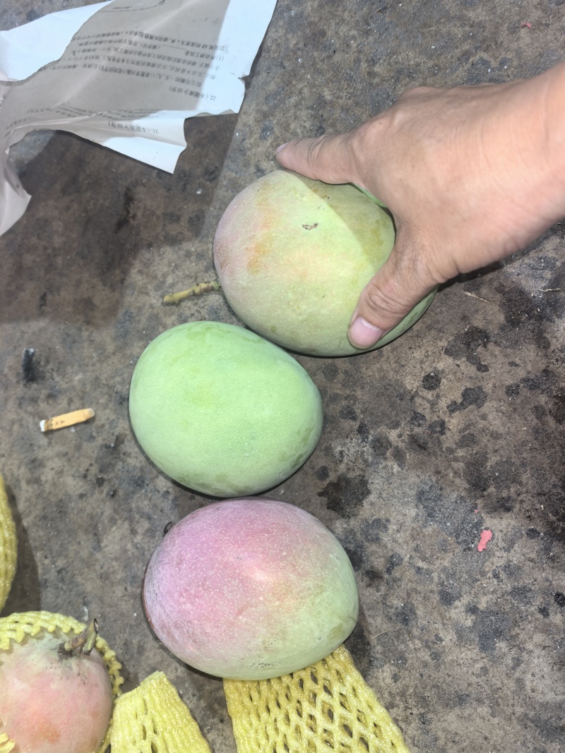 广西百色田阳区苹果芒，热龙，热农芒欢迎对接来电咨询