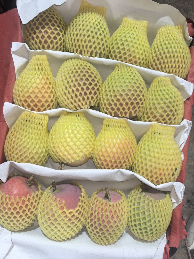 广西百色田阳区苹果芒，热龙，热农芒欢迎对接来电咨询