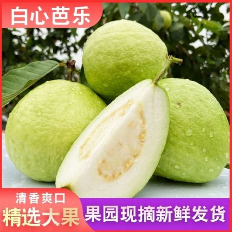 优质美味红白芭乐，白心7毛，红心1元。