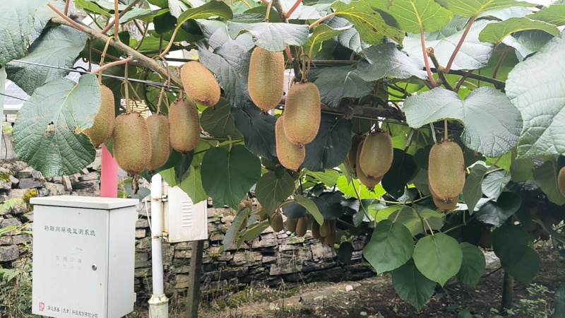 *湘西猕猴桃米良1号产基地