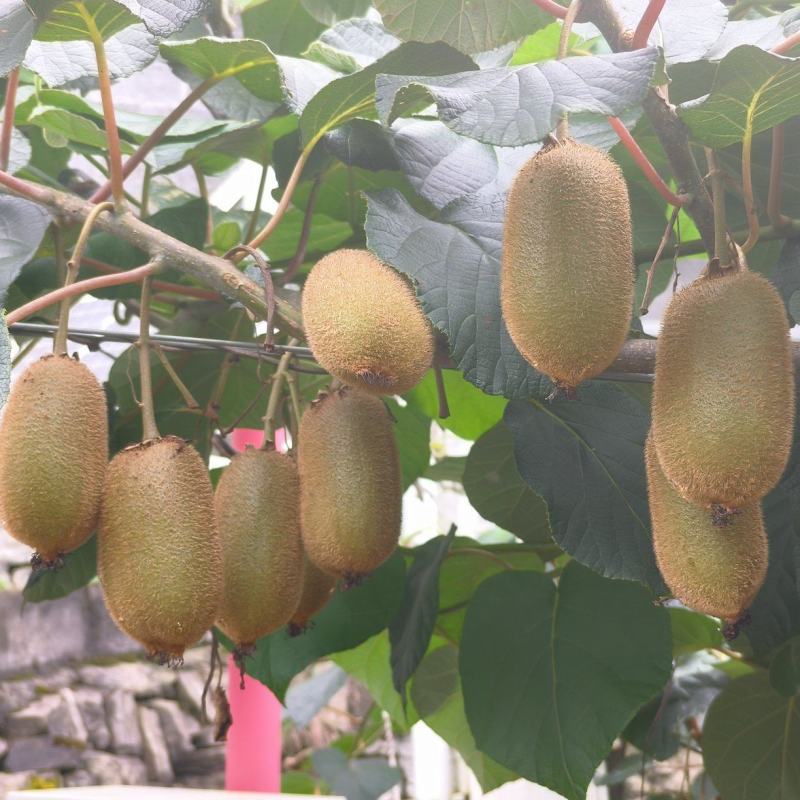 精品大小中果
