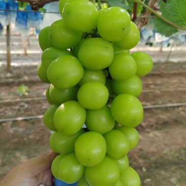 阳光玫瑰葡萄