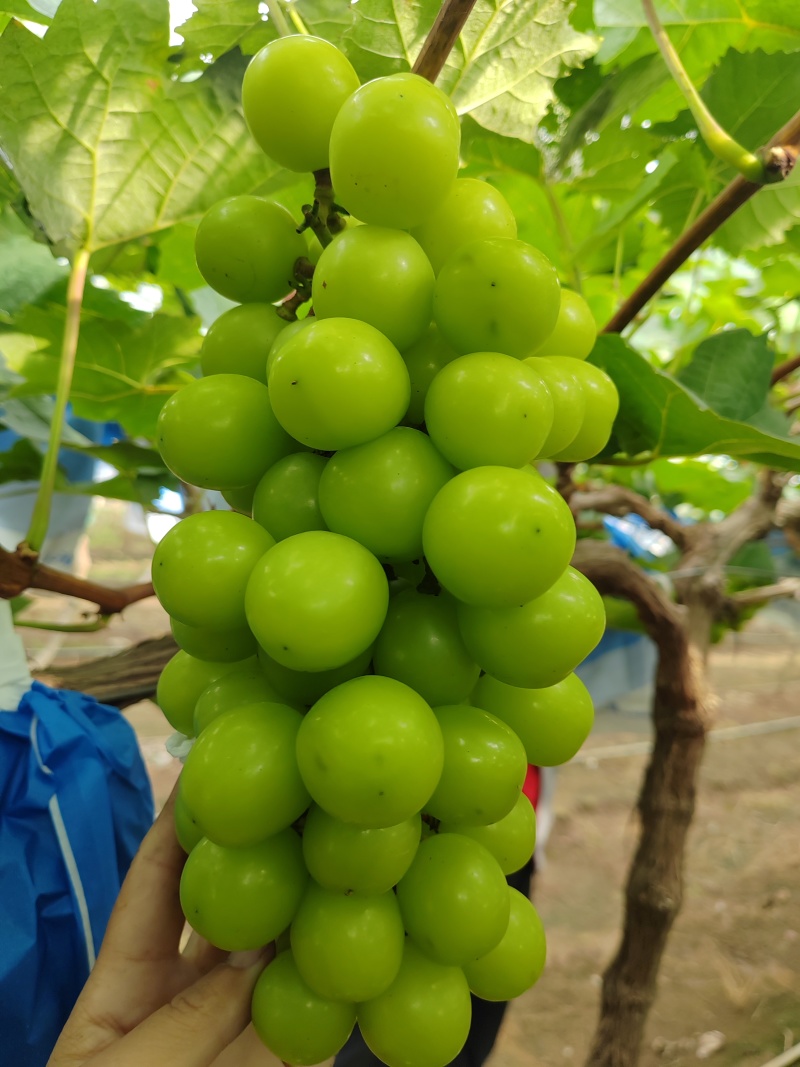 阳光玫瑰葡萄