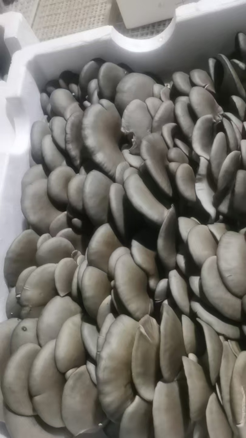 平菇