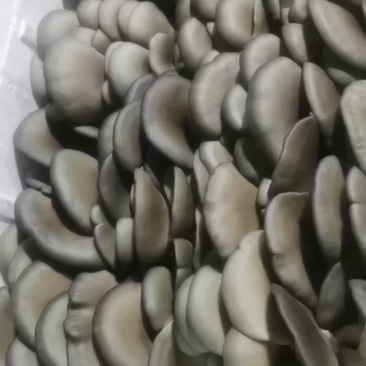 平菇