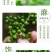 保鲜青花椒