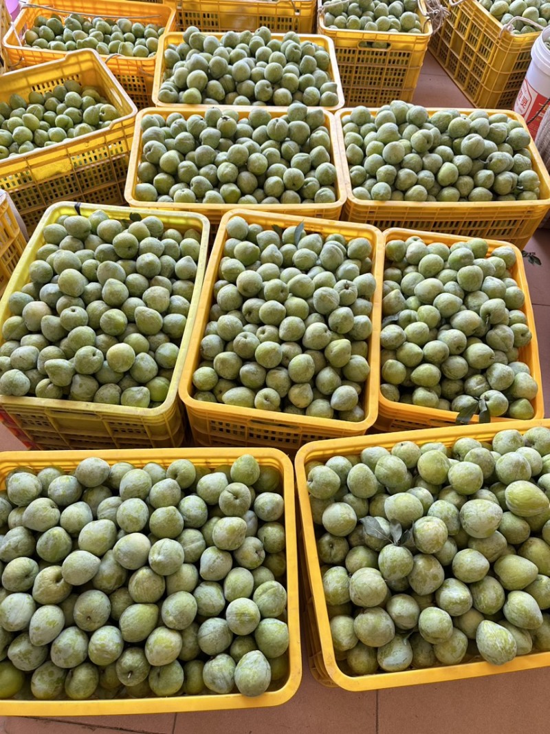 奈李上市对接市场电商果