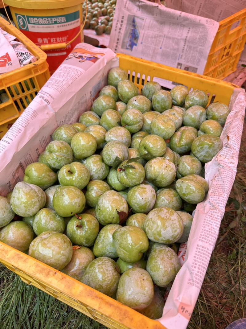奈李上市对接市场电商果