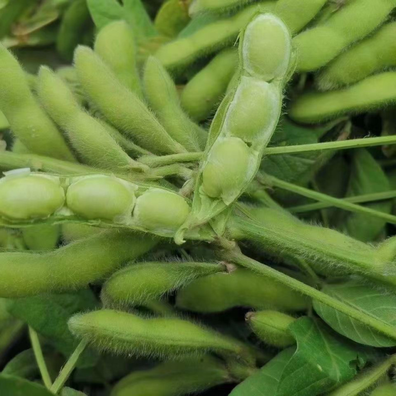 芜湖沈鲜毛豆欢迎来电