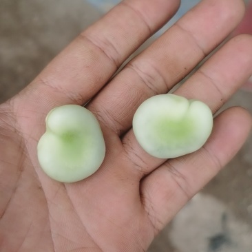 鲜蚕豆