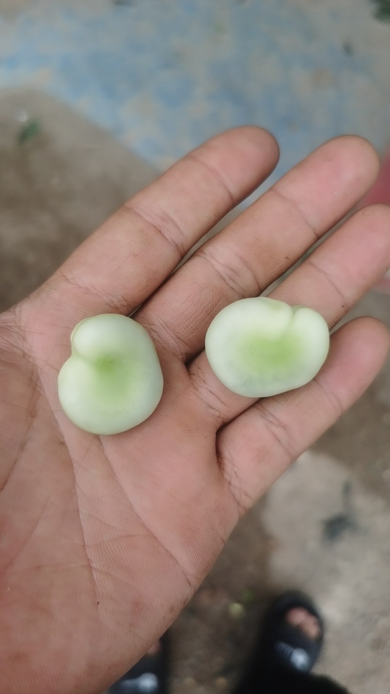 鲜蚕豆