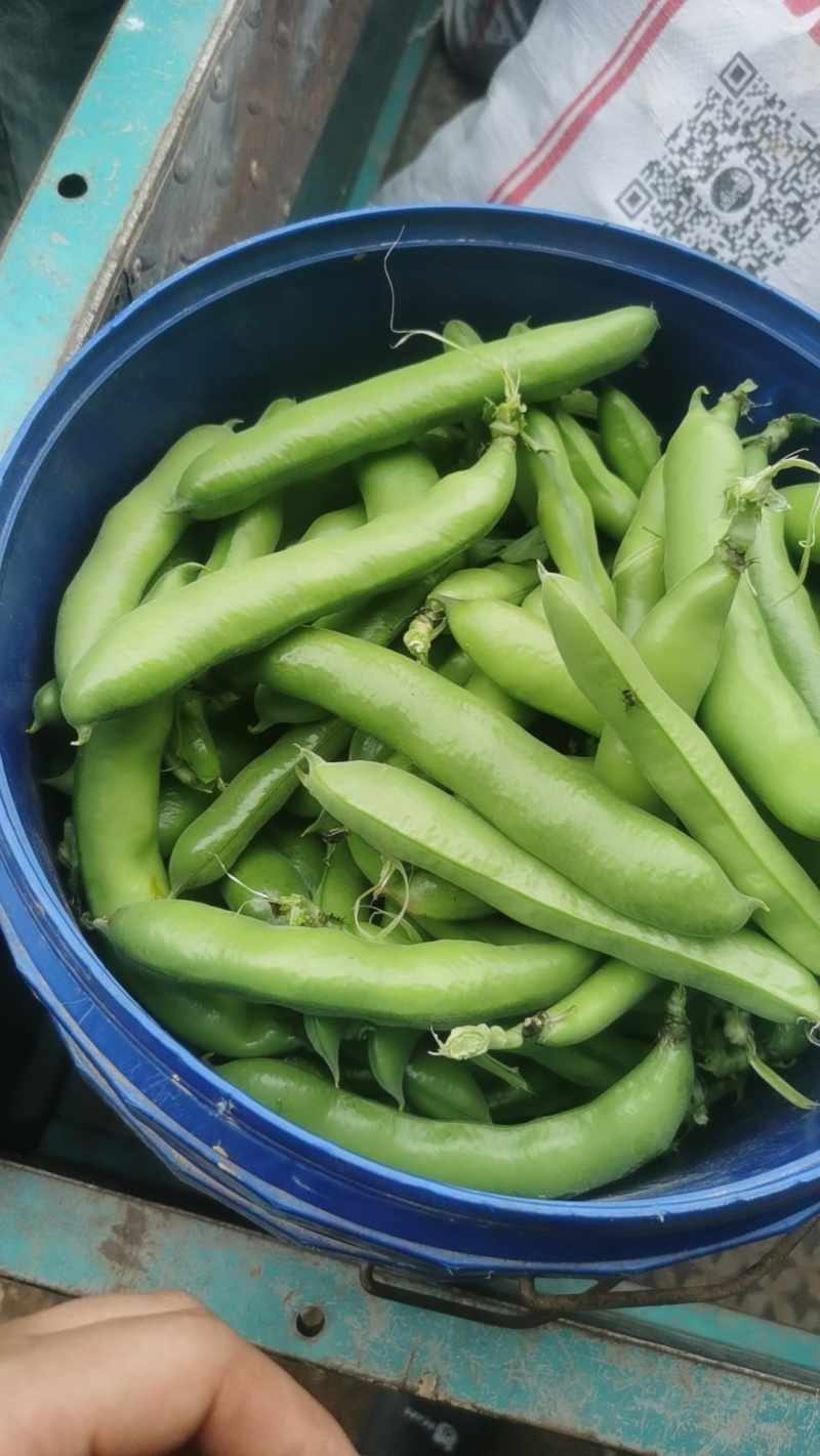 鲜蚕豆
