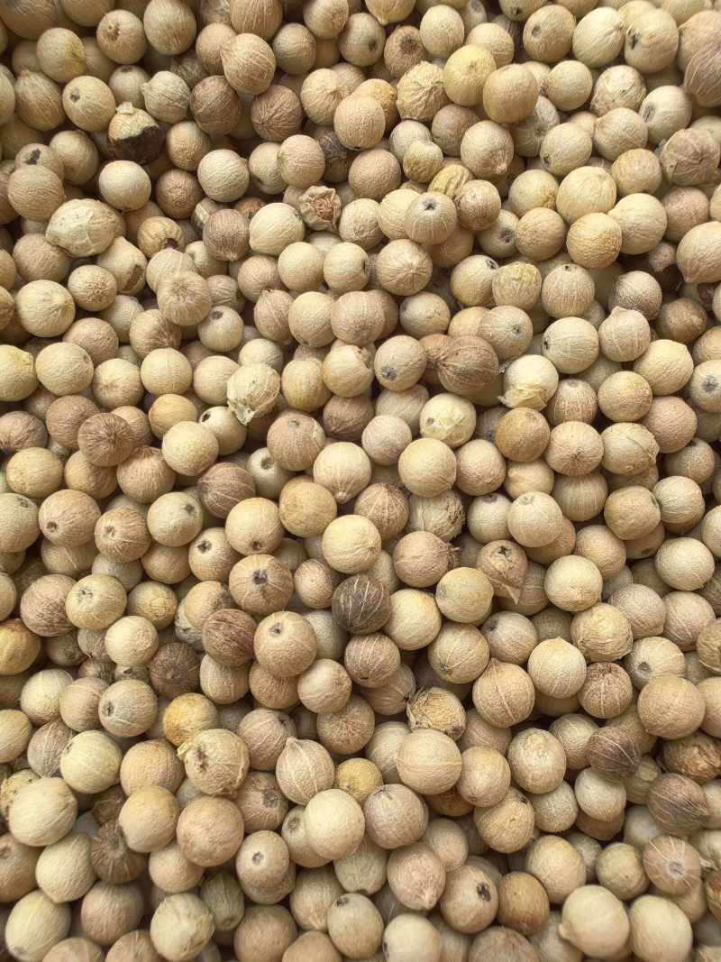 海南正宗白胡椒，纯干无杂质，大坡白胡椒种植园区直发