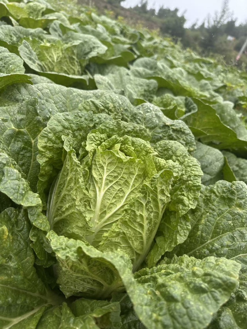 精选优质大白菜