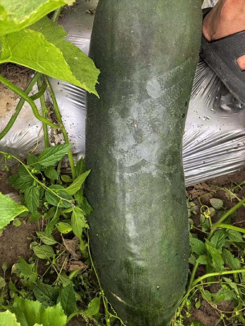 精品冬瓜✅产地直销✅质量保证✅量大从优✅合作共赢✅