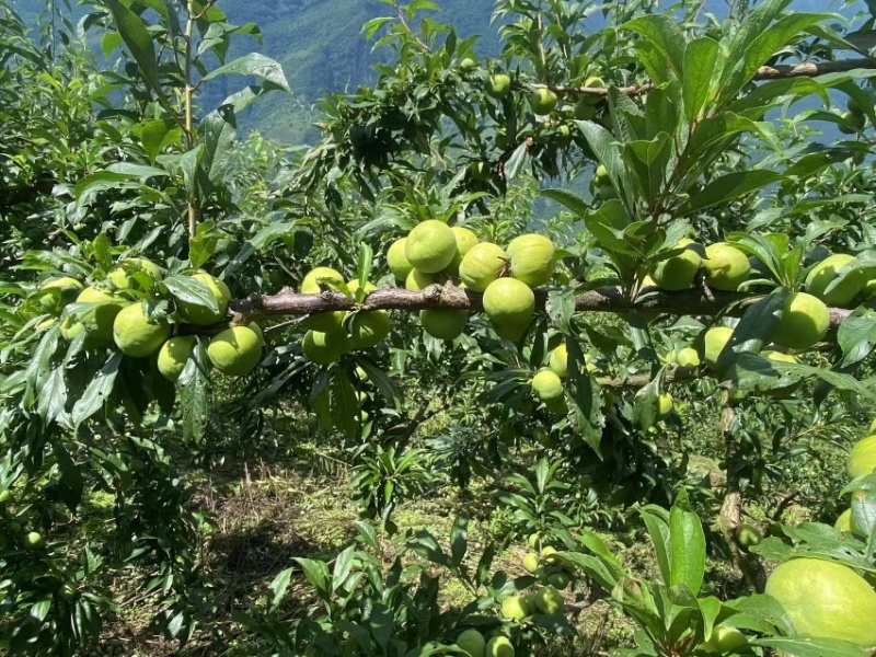 五月脆，青脆李，量大欢迎联系，代办