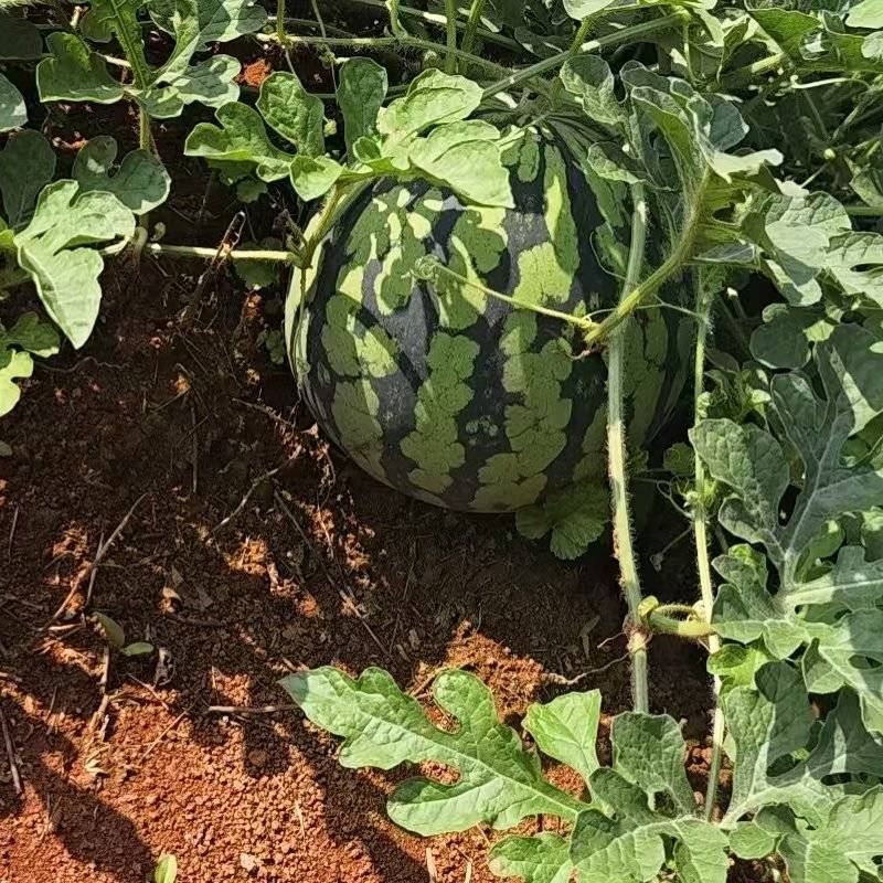 永州300万斤露天麒麟瓜