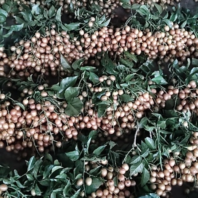 正宗广西黑黄皮，口感非常好，欢迎你的光临