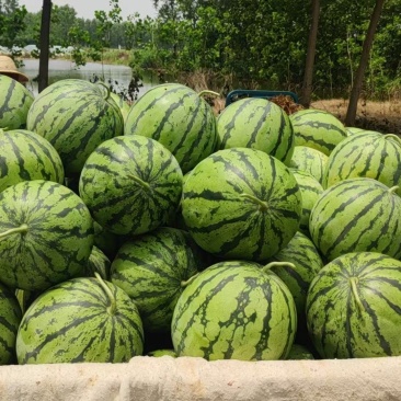 【推荐】精品有籽美都西瓜货源充足量大从优质量保证