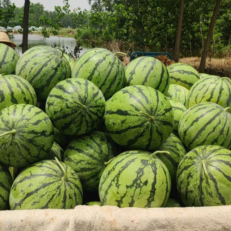 【推荐】精品有籽美都西瓜货源充足量大从优质量保证