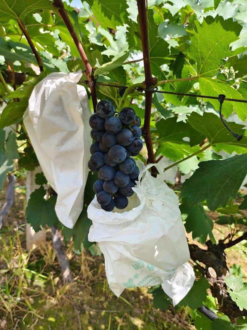 葡萄，夏黑葡萄，现摘现发，口感纯甜，一手货源，量大从优