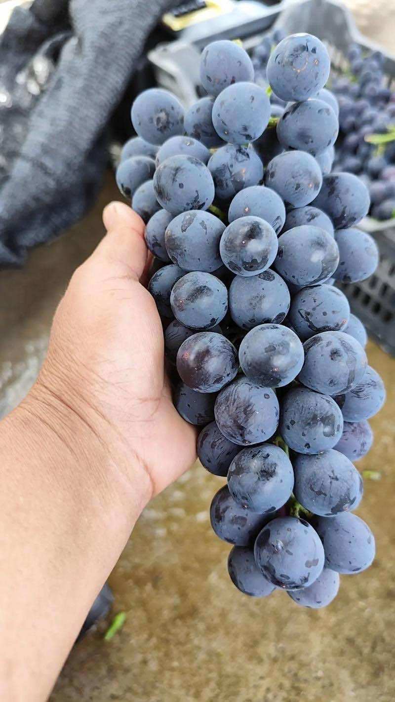 葡萄，夏黑葡萄，现摘现发，口感纯甜，一手货源，量大从优