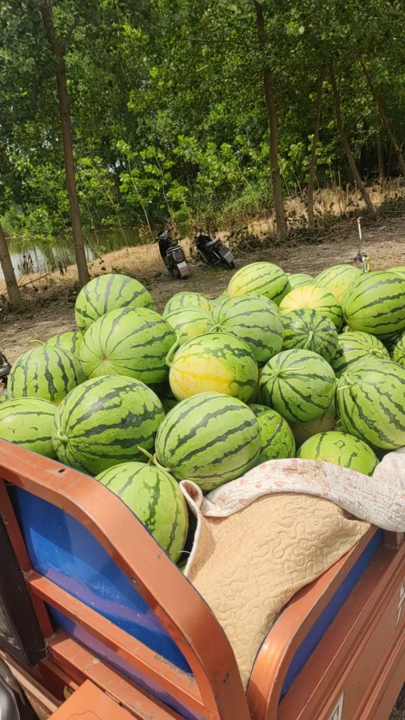 【推荐】精品有籽美都西瓜货源充足量大从优质量保证