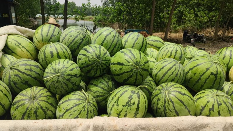 【推荐】精品有籽美都西瓜货源充足量大从优质量保证
